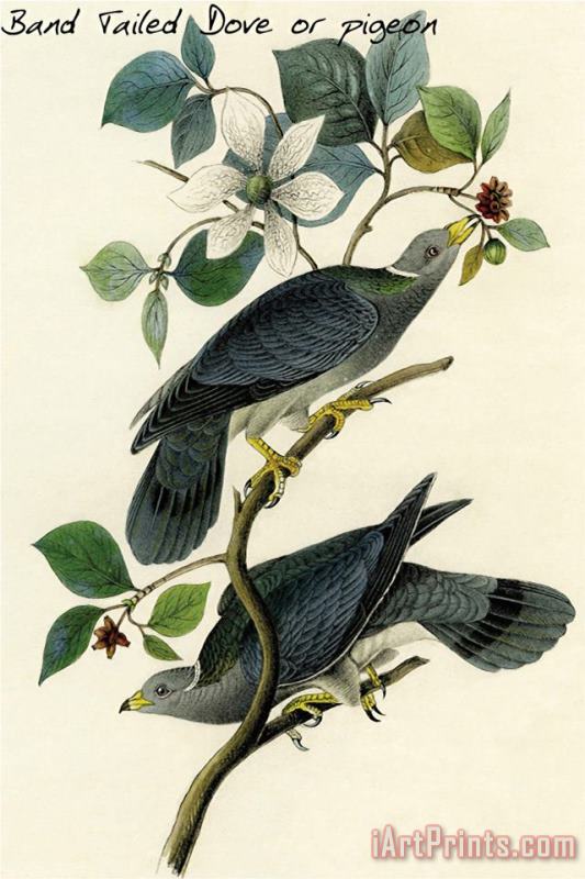 John James Audubon Band Tailed Dove Or Pigeon Art Print