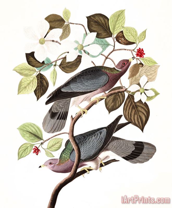 John James Audubon Band Tailed Pigeon Art Print