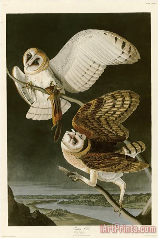 Barn Owl painting - John James Audubon Barn Owl Art Print