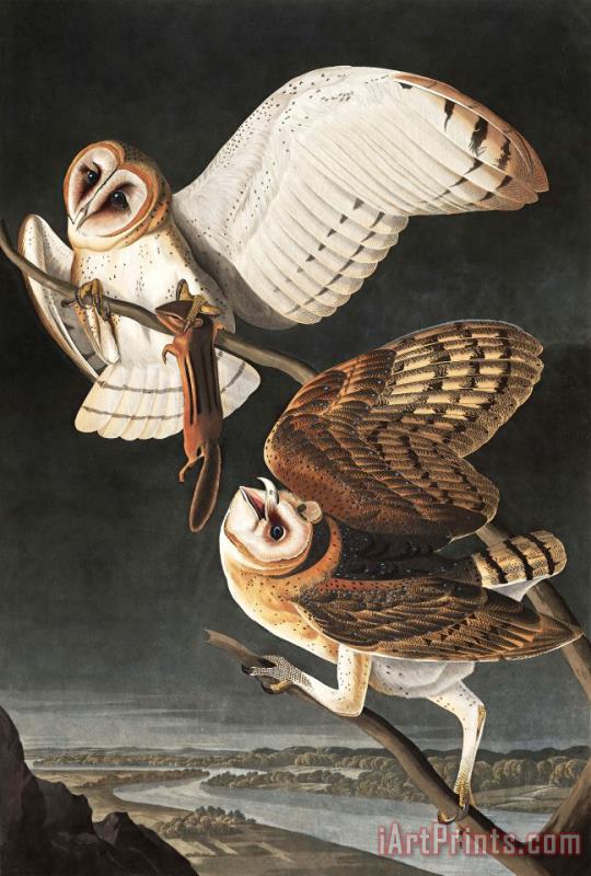John James Audubon Barn Owl Art Print