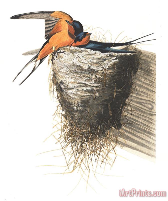 John James Audubon Barn Swallow Art Painting