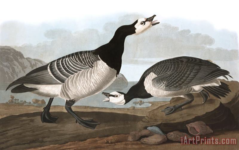 Barnacle Goose painting - John James Audubon Barnacle Goose Art Print