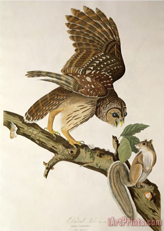 John James Audubon Barred Owl From Birds of America Art Print
