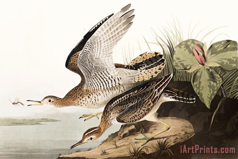 John James Audubon Bartram Sandpiper Art Print