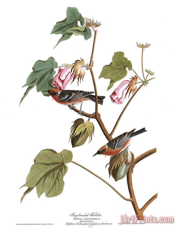 John James Audubon Bay Breasted Warbler Art Painting