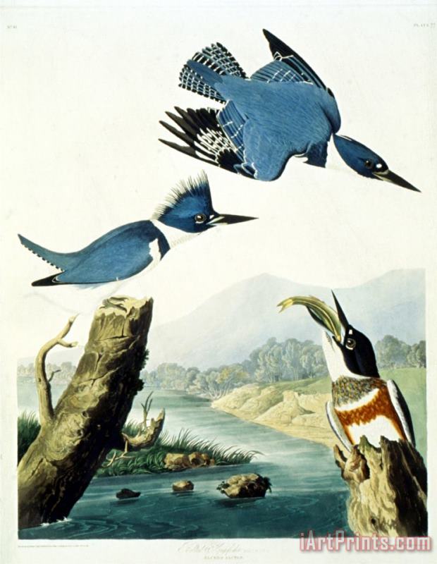 Belted Kingfisher painting - John James Audubon Belted Kingfisher Art Print