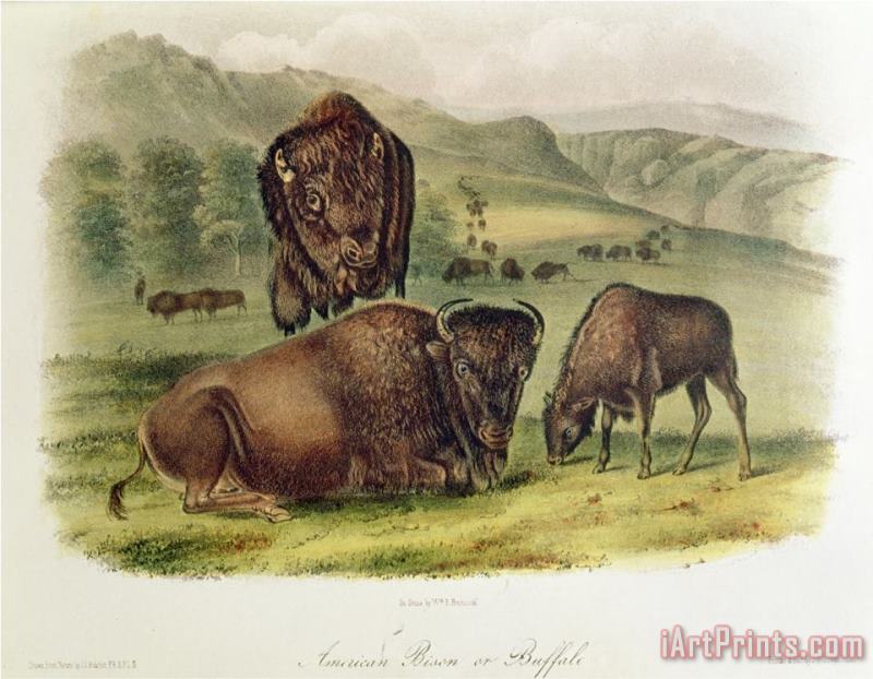 John James Audubon Bison From Quadrupeds of North America 1842 5 Art Print