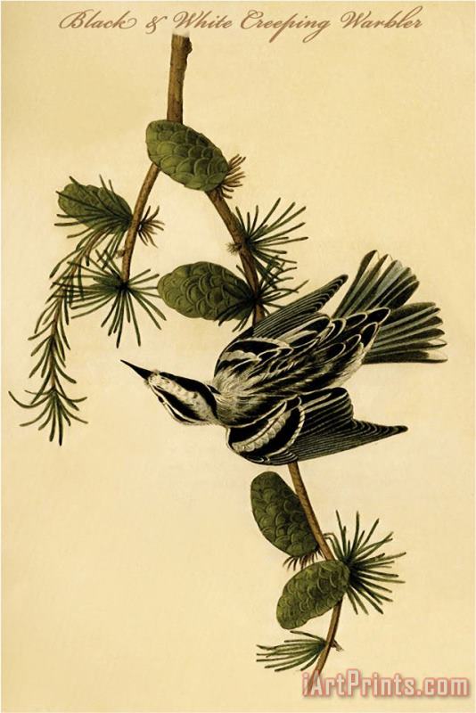 John James Audubon Black And White Creeping Warbler Art Painting