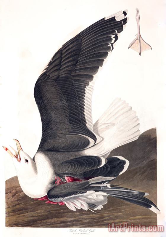 John James Audubon Black Backed Gull Art Painting