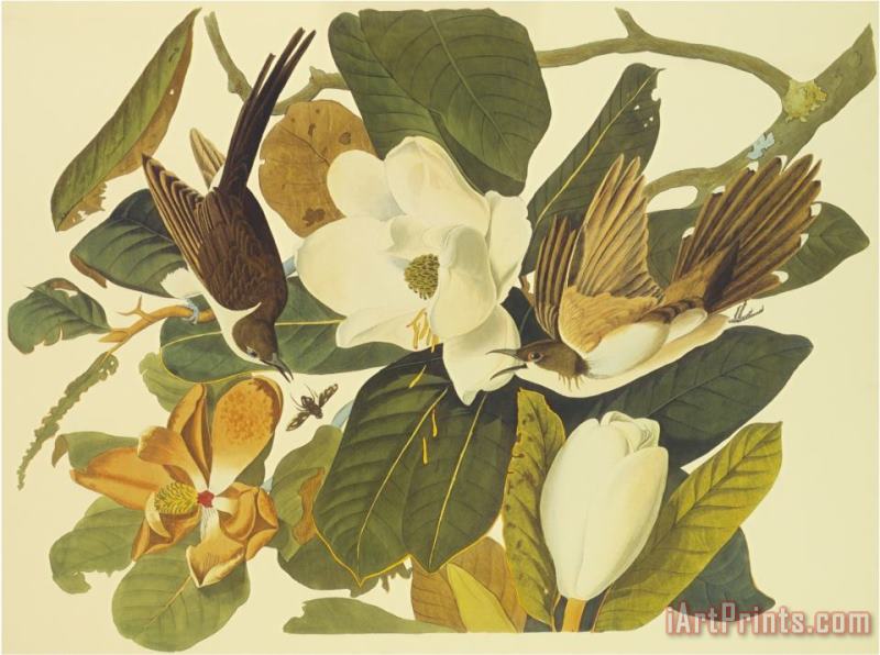 Black Billed Cuckoo painting - John James Audubon Black Billed Cuckoo Art Print