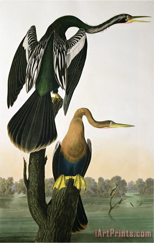John James Audubon Black Billed Darter From Birds of America Engraved by Robert Havell Art Painting