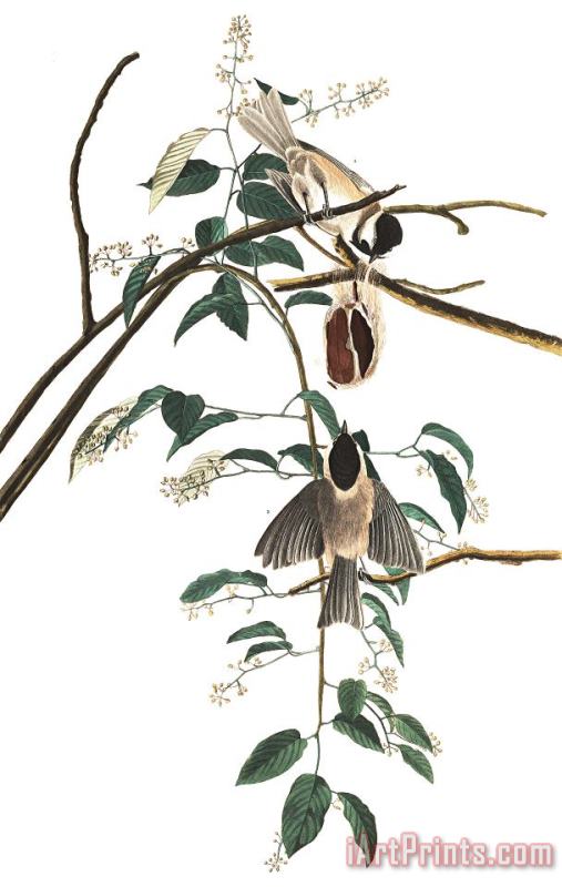 Black Capped Titmouse painting - John James Audubon Black Capped Titmouse Art Print
