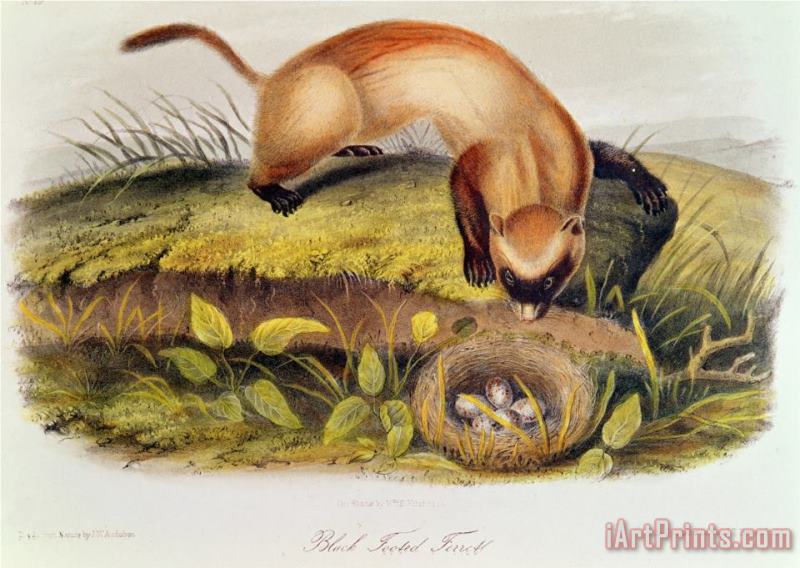John James Audubon Black Footed Ferret From Quadrupeds of North America Art Painting