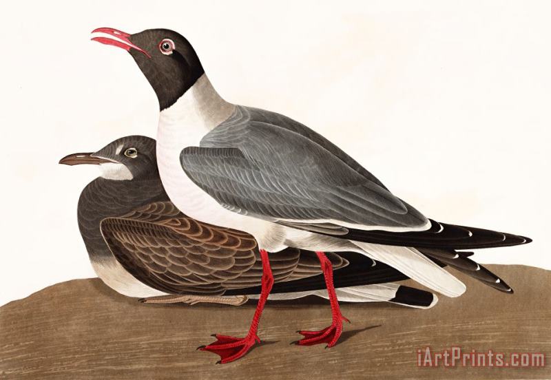 Black Headed Gull painting - John James Audubon Black Headed Gull Art Print