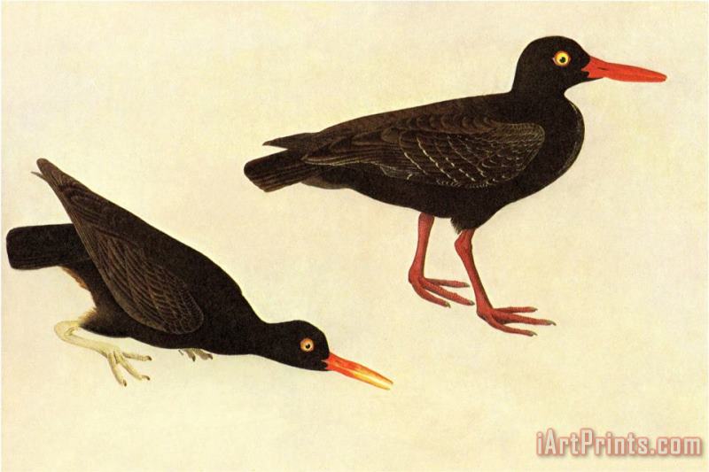 John James Audubon Black Oystercatcher Art Painting