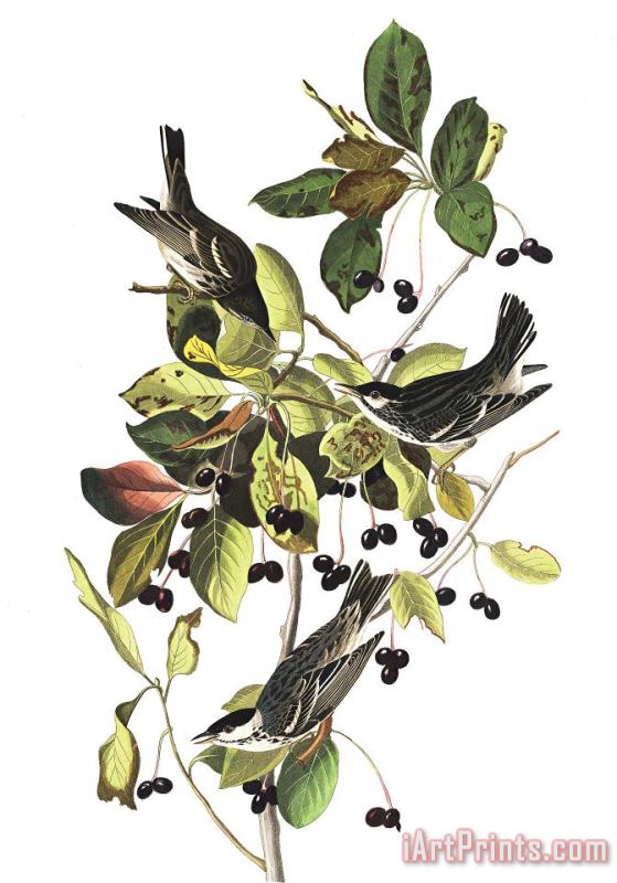 John James Audubon Black Poll Warbler Art Painting