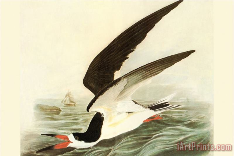 Black Skimmer painting - John James Audubon Black Skimmer Art Print