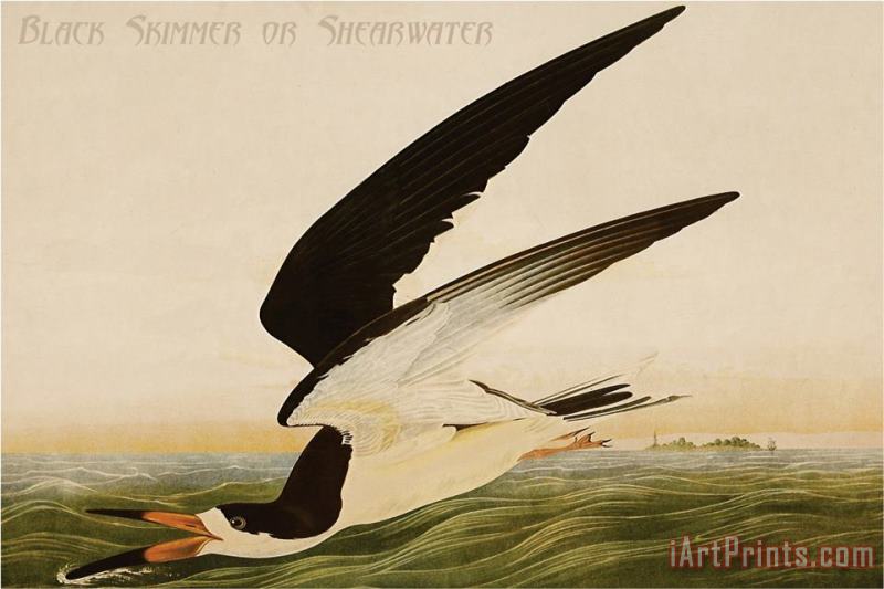 Black Skimmer Or Shearwater painting - John James Audubon Black Skimmer Or Shearwater Art Print