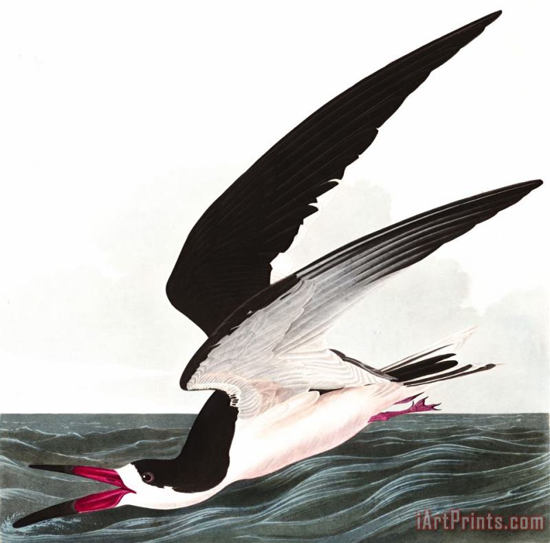 Black Skimmer, Or Shearwater painting - John James Audubon Black Skimmer, Or Shearwater Art Print