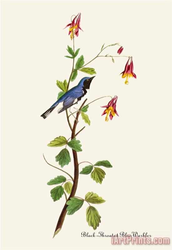 John James Audubon Black Throated Blue Warbler Art Print