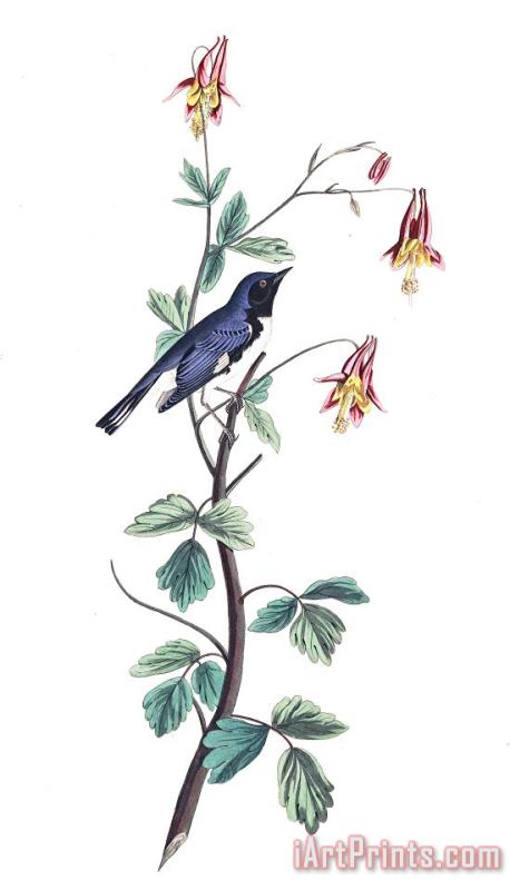 John James Audubon Black Throated Blue Warbler Art Painting