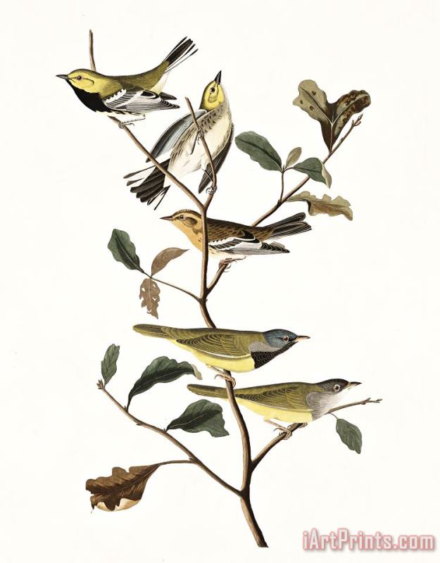 Black Throated Green Warbler, Blackburnian, Mourning Warbler painting - John James Audubon Black Throated Green Warbler, Blackburnian, Mourning Warbler Art Print