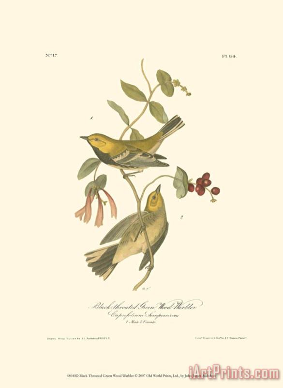 Black Throated Green Wood Warbler painting - John James Audubon Black Throated Green Wood Warbler Art Print