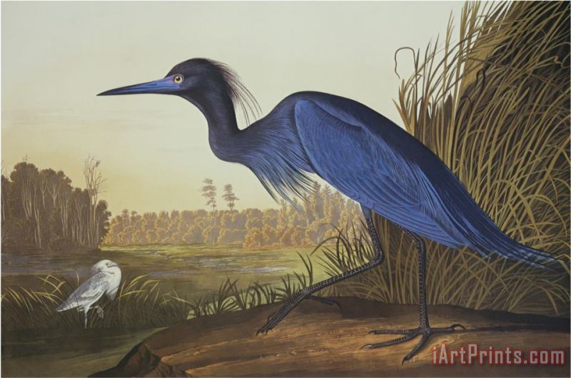 John James Audubon Blue Crane Or Heron Art Print