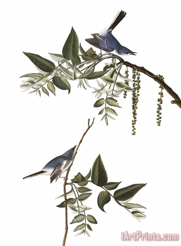 John James Audubon Blue Grey Fly Catcher Art Painting