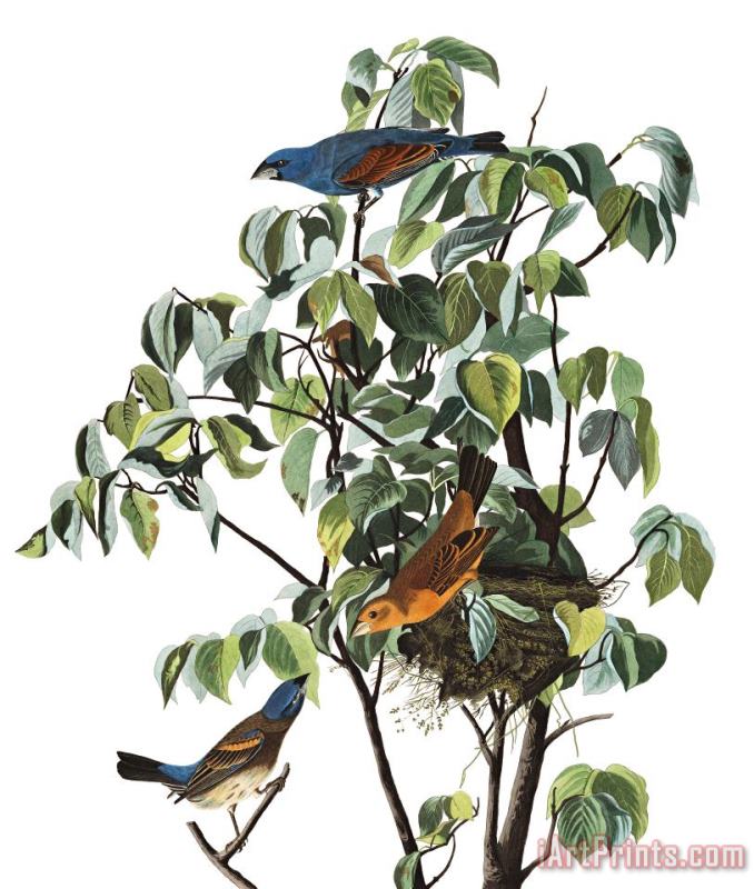 Blue Grosbeak painting - John James Audubon Blue Grosbeak Art Print