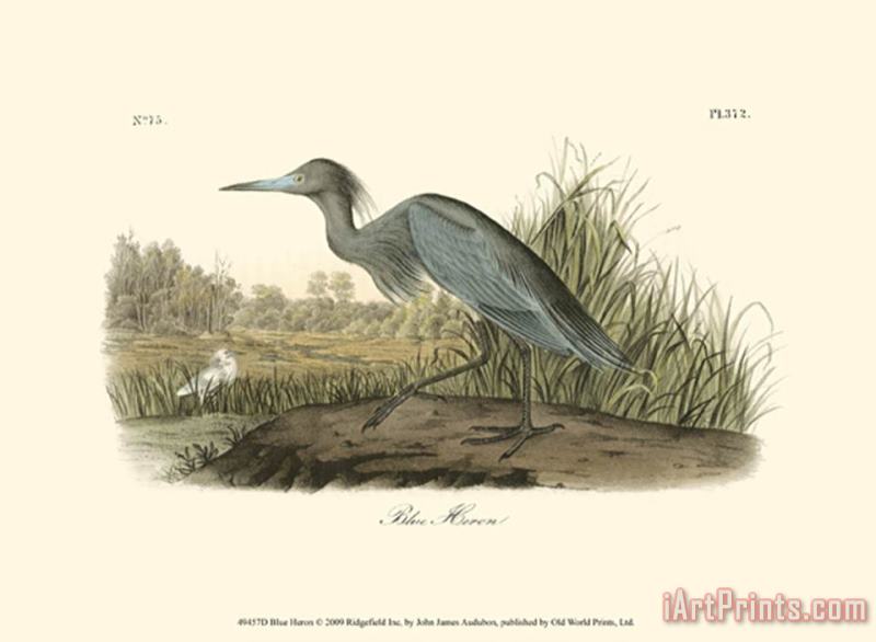 John James Audubon Blue Heron Art Painting