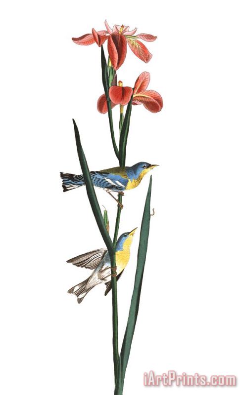 Blue Yellow Backed Warbler painting - John James Audubon Blue Yellow Backed Warbler Art Print