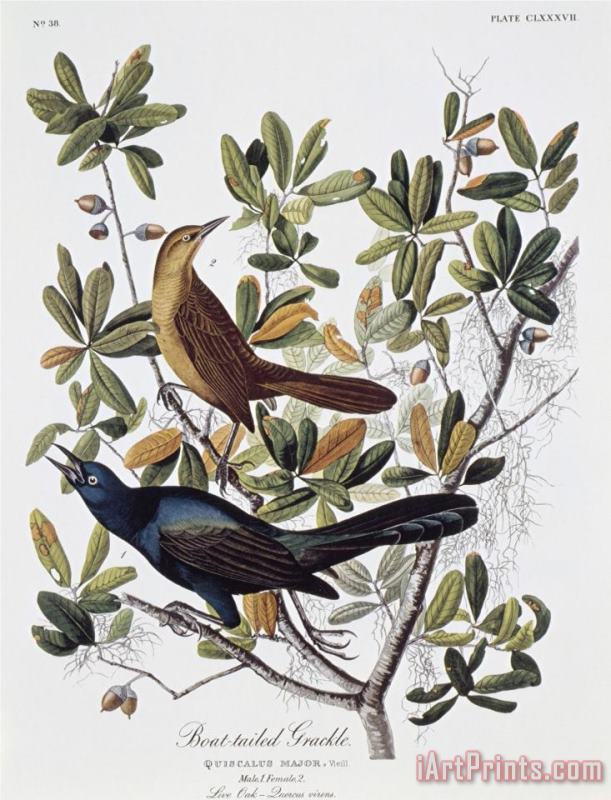 John James Audubon Boat Tailed Grackle Male And Female Art Print