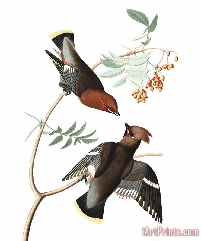 John James Audubon Bohemian Chatterer Art Painting