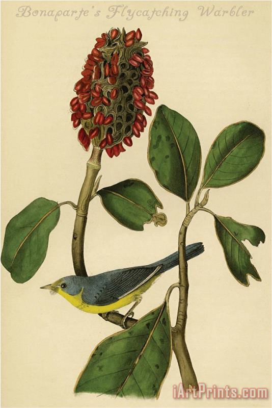 Bonaparte's Flycatching Warbler painting - John James Audubon Bonaparte's Flycatching Warbler Art Print