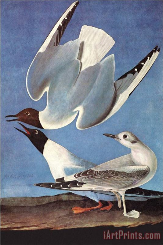 John James Audubon Bonapartes Gull Art Painting