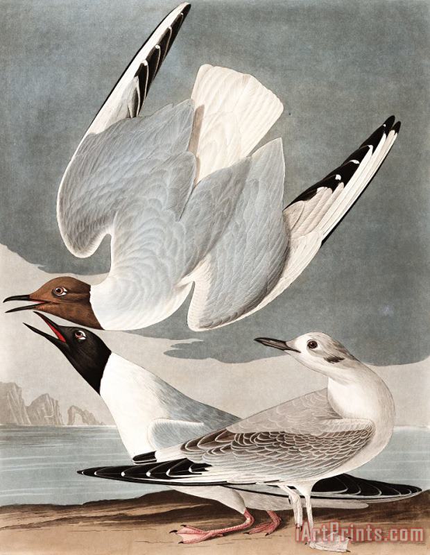 Bonapartian Gull painting - John James Audubon Bonapartian Gull Art Print