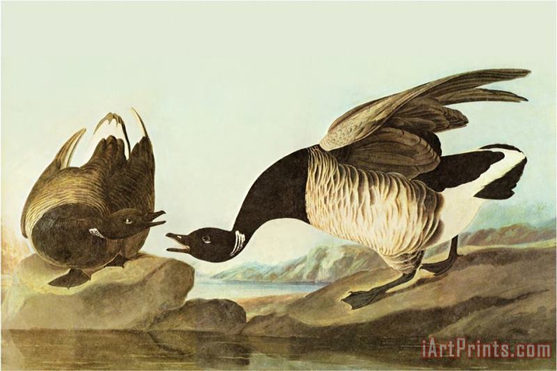 Brant painting - John James Audubon Brant Art Print