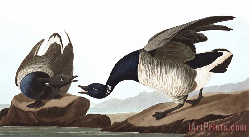 John James Audubon Brant Goose Art Painting
