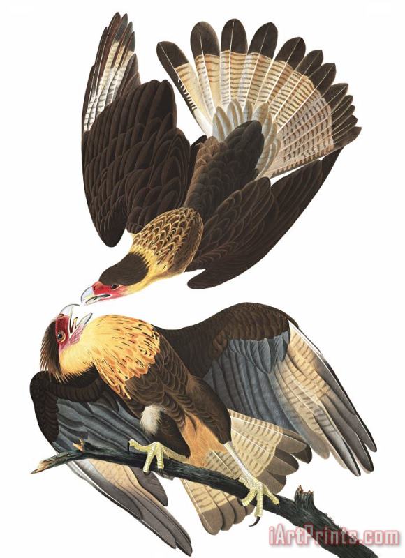 John James Audubon Brasilian Caracara Eagle Art Painting