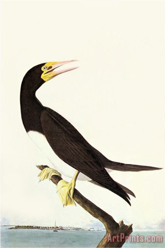 John James Audubon Brown Booby Art Painting