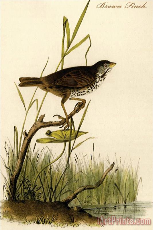 John James Audubon Brown Finch Art Print