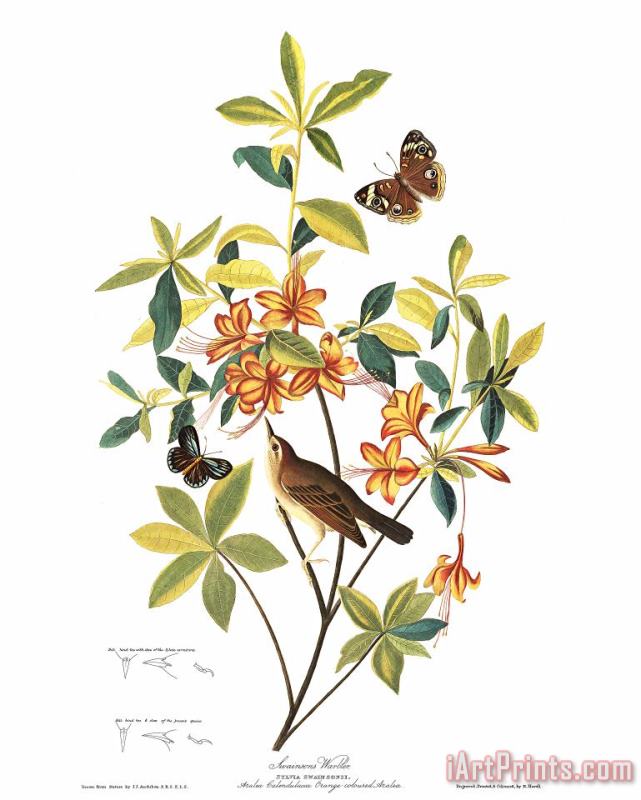 John James Audubon Brown Headed Worm Eating Warbler Art Painting