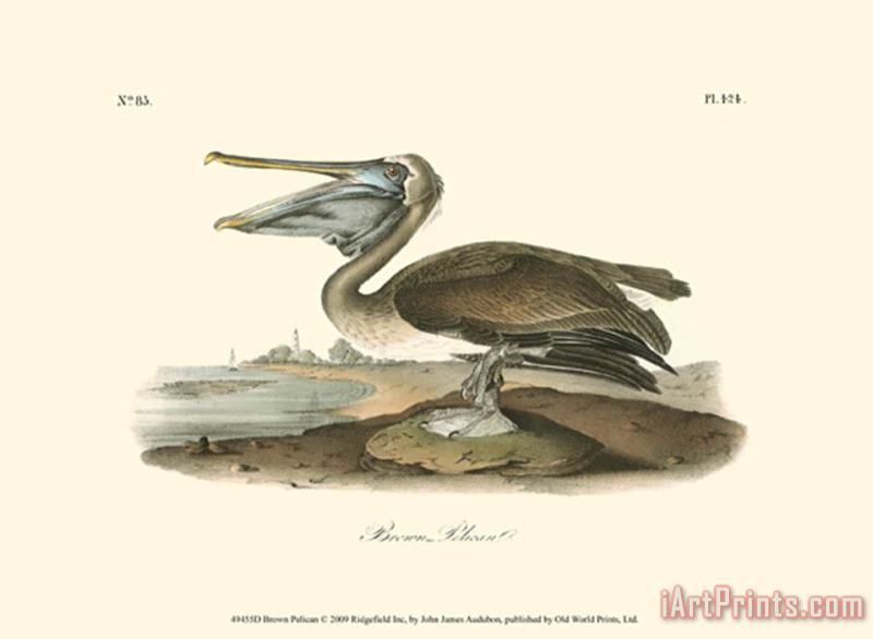 John James Audubon Brown Pelican Art Painting