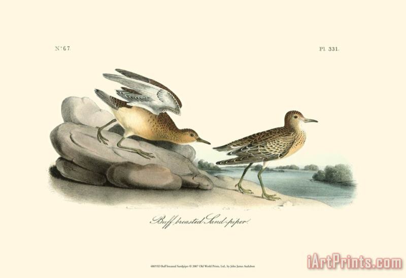 John James Audubon Buff Breasted Sandpiper Art Painting