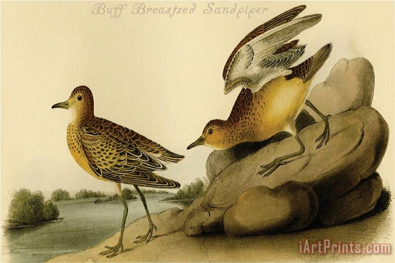 John James Audubon Buff Breastsed Sandpiper Art Print