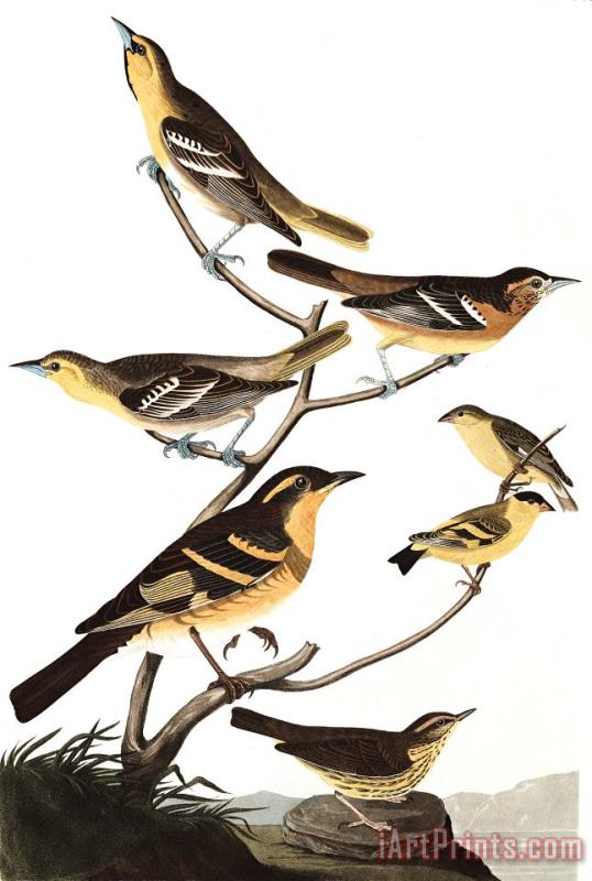 John James Audubon Bullock's Oriole, Baltimore Oriole, Mexican Goldfinch, Varied Thrush, Common Water Thrush Art Painting