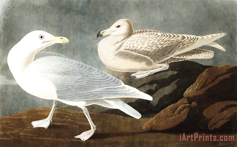 Burgomaster Gull painting - John James Audubon Burgomaster Gull Art Print