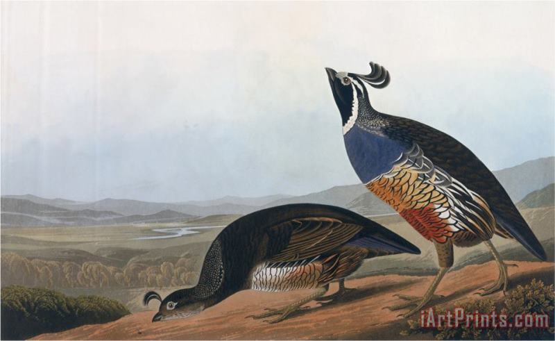 Californian Partridge From Birds of America Engraved by Robert Havell painting - John James Audubon Californian Partridge From Birds of America Engraved by Robert Havell Art Print