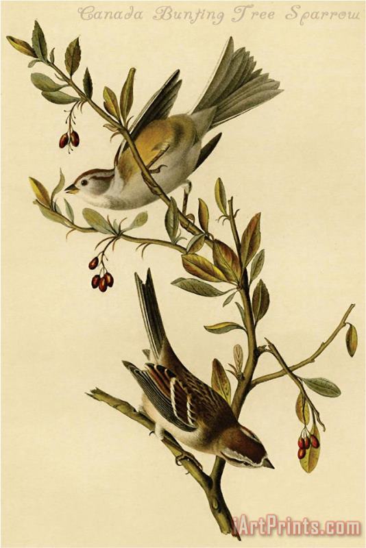 John James Audubon Canada Bunting Tree Sparrow Art Painting